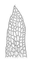 Tetrodontium brownianum, apex of protonemal flap showing bistratose area. Drawn from G.O.K. Sainsbury s.n., 27 Mar. 1940, CHR 398344.
 Image: R.C. Wagstaff © Landcare Research 2017 